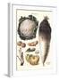 Vegetables: Califlower, Gourds, Potato, Onion,-Philippe-Victoire Leveque de Vilmorin-Framed Art Print