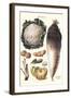 Vegetables: Califlower, Gourds, Potato, Onion,-Philippe-Victoire Leveque de Vilmorin-Framed Art Print