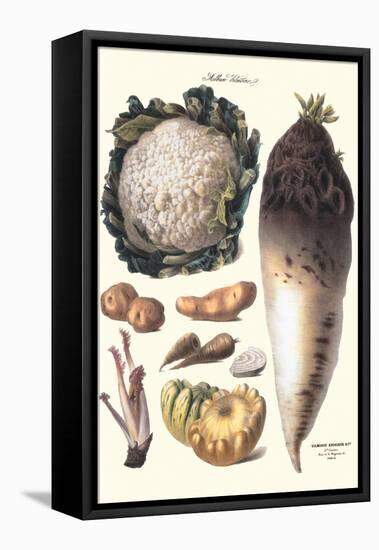 Vegetables: Califlower, Gourds, Potato, Onion,-Philippe-Victoire Leveque de Vilmorin-Framed Stretched Canvas