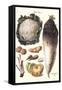 Vegetables: Califlower, Gourds, Potato, Onion,-Philippe-Victoire Leveque de Vilmorin-Framed Stretched Canvas