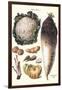 Vegetables: Califlower, Gourds, Potato, Onion,-Philippe-Victoire Leveque de Vilmorin-Framed Art Print