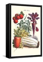 Vegetables; Carrot, Beet, Tomato, and Celery-Philippe-Victoire Leveque de Vilmorin-Framed Stretched Canvas