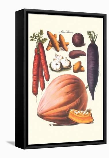 Vegetables; Carrot, Potato, Onion, and Pumpkin-Philippe-Victoire Leveque de Vilmorin-Framed Stretched Canvas