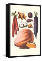 Vegetables; Carrot, Potato, Onion, and Pumpkin-Philippe-Victoire Leveque de Vilmorin-Framed Stretched Canvas