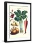 Vegetables; Celery, Strawberry, Onion, Carrot, and Potato-Philippe-Victoire Leveque de Vilmorin-Framed Art Print
