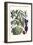 Vegetables; Corn, Cabbage, Beet, Onion, and Beans-Philippe-Victoire Leveque de Vilmorin-Framed Art Print