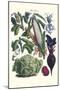Vegetables; Corn, Cabbage, Beet, Onion, and Beans-Philippe-Victoire Leveque de Vilmorin-Mounted Art Print