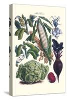 Vegetables; Corn, Cabbage, Beet, Onion, and Beans-Philippe-Victoire Leveque de Vilmorin-Stretched Canvas