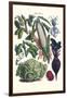 Vegetables; Corn, Cabbage, Beet, Onion, and Beans-Philippe-Victoire Leveque de Vilmorin-Framed Art Print