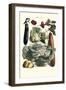 Vegetables; Cucumber, Cabbage, Eggplant, Potato, and Beet-Philippe-Victoire Leveque de Vilmorin-Framed Art Print