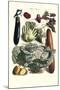 Vegetables; Cucumber, Cabbage, Eggplant, Potato, and Beet-Philippe-Victoire Leveque de Vilmorin-Mounted Art Print