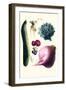 Vegetables; Cucumber, Raddish, Tuber, Artichoke-Philippe-Victoire Leveque de Vilmorin-Framed Art Print