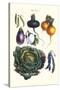 Vegetables; Eggplant, Beans, Cabbage, Turnips-Philippe-Victoire Leveque de Vilmorin-Stretched Canvas