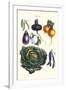 Vegetables; Eggplant, Beans, Cabbage, Turnips-Philippe-Victoire Leveque de Vilmorin-Framed Art Print