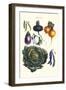 Vegetables; Eggplant, Beans, Cabbage, Turnips-Philippe-Victoire Leveque de Vilmorin-Framed Art Print