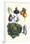 Vegetables; Eggplant, Beans, Cabbage, Turnips-Philippe-Victoire Leveque de Vilmorin-Framed Art Print