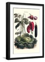 Vegetables; Eggplant, Cabbage, Peppers, Onions, and Beans.-Philippe-Victoire Leveque de Vilmorin-Framed Art Print