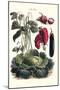 Vegetables; Eggplant, Cabbage, Peppers, Onions, and Beans.-Philippe-Victoire Leveque de Vilmorin-Mounted Art Print