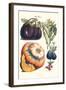 Vegetables; Eggplant, Raddish, Pumpkin, Gourd, Pepper and Okra-Philippe-Victoire Leveque de Vilmorin-Framed Art Print