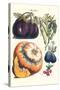 Vegetables; Eggplant, Raddish, Pumpkin, Gourd, Pepper and Okra-Philippe-Victoire Leveque de Vilmorin-Stretched Canvas