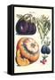 Vegetables; Eggplant, Raddish, Pumpkin, Gourd, Pepper and Okra-Philippe-Victoire Leveque de Vilmorin-Framed Stretched Canvas