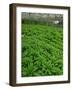 Vegetables Growing Near Tanah Rata in Cameron Highlands, Perak Province, Malaysia, Southeast Asia-Robert Francis-Framed Photographic Print