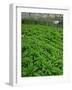 Vegetables Growing Near Tanah Rata in Cameron Highlands, Perak Province, Malaysia, Southeast Asia-Robert Francis-Framed Photographic Print