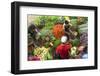 Vegetables, Market, Matara, South coast, Sri Lanka-Peter Adams-Framed Photographic Print