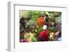 Vegetables, Market, Matara, South coast, Sri Lanka-Peter Adams-Framed Photographic Print