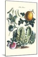 Vegetables; Melon, Lettuce, Green Beans, and Turnips-Philippe-Victoire Leveque de Vilmorin-Mounted Art Print