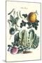 Vegetables; Melon, Lettuce, Green Beans, and Turnips-Philippe-Victoire Leveque de Vilmorin-Mounted Art Print