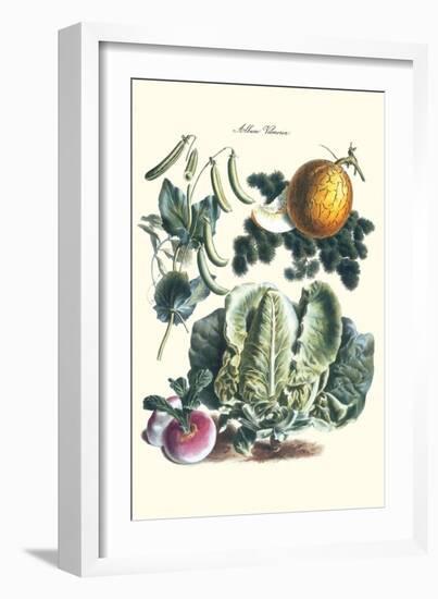 Vegetables; Melon, Lettuce, Green Beans, and Turnips-Philippe-Victoire Leveque de Vilmorin-Framed Art Print