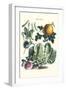Vegetables; Melon, Lettuce, Green Beans, and Turnips-Philippe-Victoire Leveque de Vilmorin-Framed Art Print