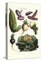 Vegetables; Melon, Onion, Cabbage, Potato, Raddish-Philippe-Victoire Leveque de Vilmorin-Stretched Canvas