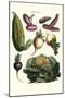 Vegetables; Melon, Onion, Cabbage, Potato, Raddish-Philippe-Victoire Leveque de Vilmorin-Mounted Art Print