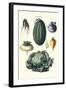 Vegetables; Melon, Turnip, Lettuce, Cabbage,-Philippe-Victoire Leveque de Vilmorin-Framed Art Print