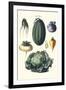 Vegetables; Melon, Turnip, Lettuce, Cabbage,-Philippe-Victoire Leveque de Vilmorin-Framed Art Print