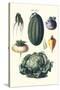 Vegetables; Melon, Turnip, Lettuce, Cabbage,-Philippe-Victoire Leveque de Vilmorin-Stretched Canvas