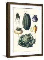 Vegetables; Melon, Turnip, Lettuce, Cabbage,-Philippe-Victoire Leveque de Vilmorin-Framed Art Print