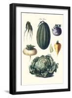 Vegetables; Melon, Turnip, Lettuce, Cabbage,-Philippe-Victoire Leveque de Vilmorin-Framed Art Print