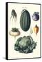 Vegetables; Melon, Turnip, Lettuce, Cabbage,-Philippe-Victoire Leveque de Vilmorin-Framed Stretched Canvas