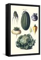 Vegetables; Melon, Turnip, Lettuce, Cabbage,-Philippe-Victoire Leveque de Vilmorin-Framed Stretched Canvas