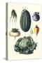 Vegetables; Melon, Turnip, Lettuce, Cabbage,-Philippe-Victoire Leveque de Vilmorin-Stretched Canvas