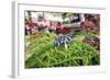 Vegetables on Sale at the Covered Market in Central Valencia, Spain, Europe-David Pickford-Framed Photographic Print