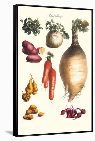 Vegetables; Onion, Potato, Carrot, Roots, Tubers-Philippe-Victoire Leveque de Vilmorin-Framed Stretched Canvas