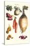 Vegetables; Onion, Potato, Carrot, Roots, Tubers-Philippe-Victoire Leveque de Vilmorin-Stretched Canvas