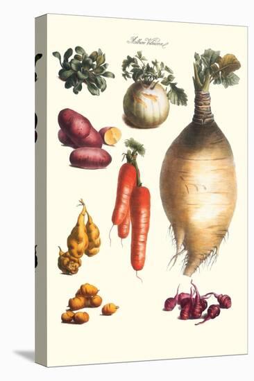 Vegetables; Onion, Potato, Carrot, Roots, Tubers-Philippe-Victoire Leveque de Vilmorin-Stretched Canvas