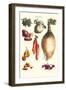 Vegetables; Onion, Potato, Carrot, Roots, Tubers-Philippe-Victoire Leveque de Vilmorin-Framed Art Print