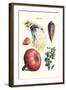 Vegetables; Peas, Melon, Brussel Sprouts, Gourb,-Philippe-Victoire Leveque de Vilmorin-Framed Art Print