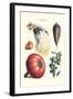 Vegetables; Peas, Melon, Brussel Sprouts, Gourb,-Philippe-Victoire Leveque de Vilmorin-Framed Art Print